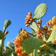prickly pear cactus with fruit